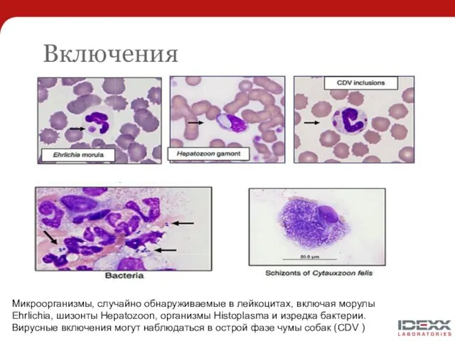 Включения Микроорганизмы, случайно обнаруживаемые в лейкоцитах, включая морулы Ehrlichia, шизонты