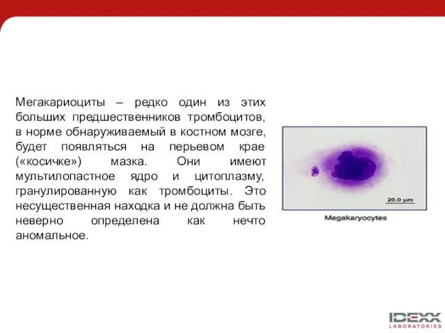 Мегакариоциты – редко один из этих больших предшественников тромбоцитов, в