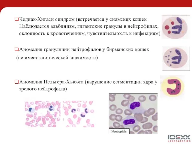 Чедиак-Хигаси синдром (встречается у сиамских кошек. Наблюдается альбинизм, гигантские гранулы