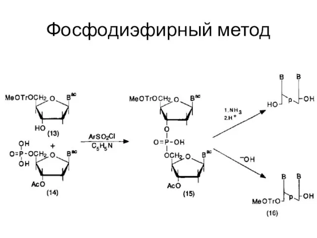 Фосфодиэфирный метод