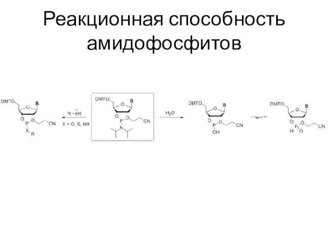 Реакционная способность амидофосфитов