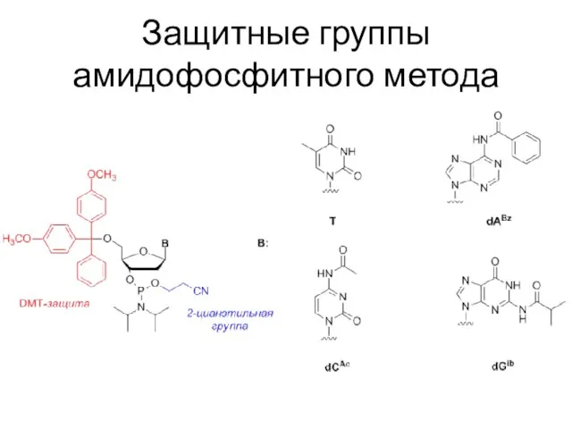 Защитные группы амидофосфитного метода