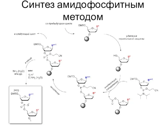 Синтез амидофосфитным методом