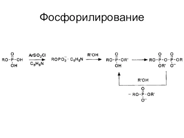 Фосфорилирование