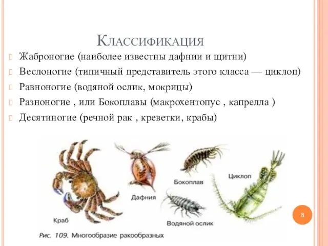Классификация Жаброногие (наиболее известны дафнии и щитни) Веслоногие (типичный представитель