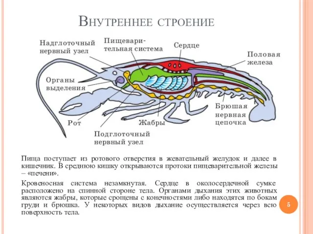 Внутреннее строение Пища поступает из ротового отверстия в жевательный желудок