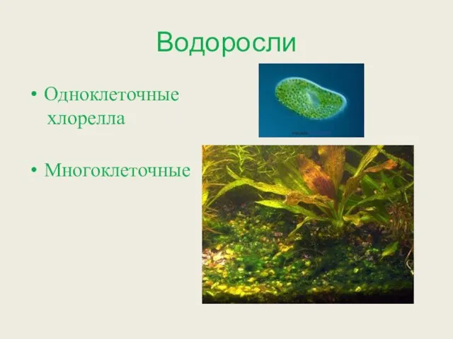 Водоросли Одноклеточные хлорелла Многоклеточные