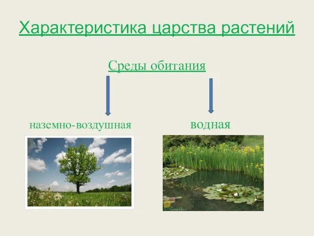 Характеристика царства растений Среды обитания наземно-воздушная водная