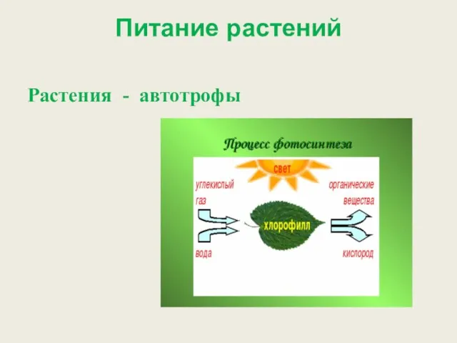 Питание растений Растения - автотрофы