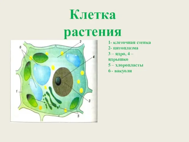 1- клеточная стенка 2- цитоплазма 3 – ядро, 4 –