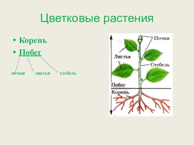 Цветковые растения Корень Побег почки листья стебель