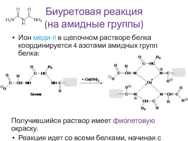 Биуретовая реакция (на амидные группы) Ион меди-II в щелочном растворе