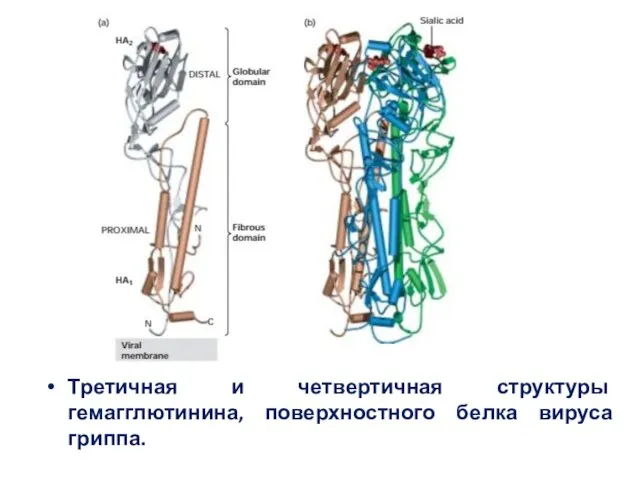 Третичная и четвертичная структуры гемагглютинина, поверхностного белка вируса гриппа.