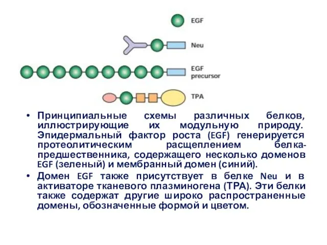 Принципиальные схемы различных белков, иллюстрирующие их модульную природу. Эпидермальный фактор