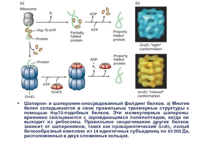 Шаперон- и шаперонин-опосредованный фолдинг белков. а) Многие белки складываются в