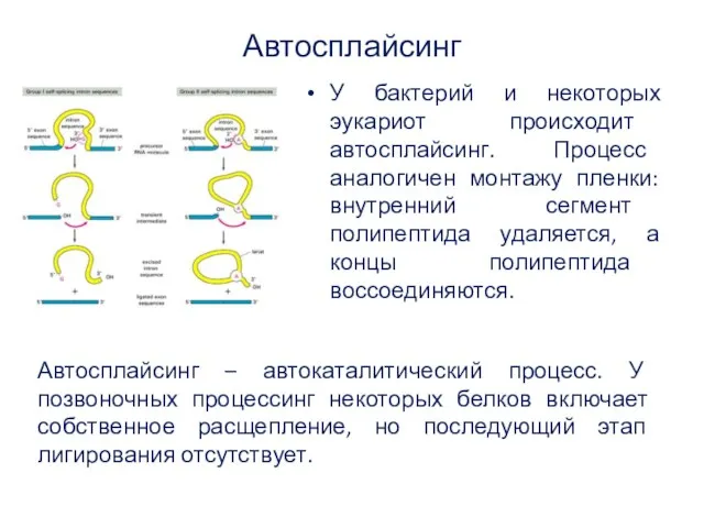 Автосплайсинг У бактерий и некоторых эукариот происходит автосплайсинг. Процесс аналогичен