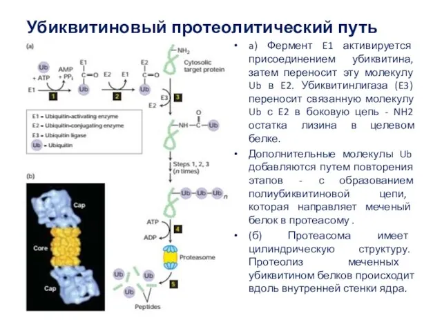 Убиквитиновый протеолитический путь a) Фермент E1 активируется присоединением убиквитина, затем