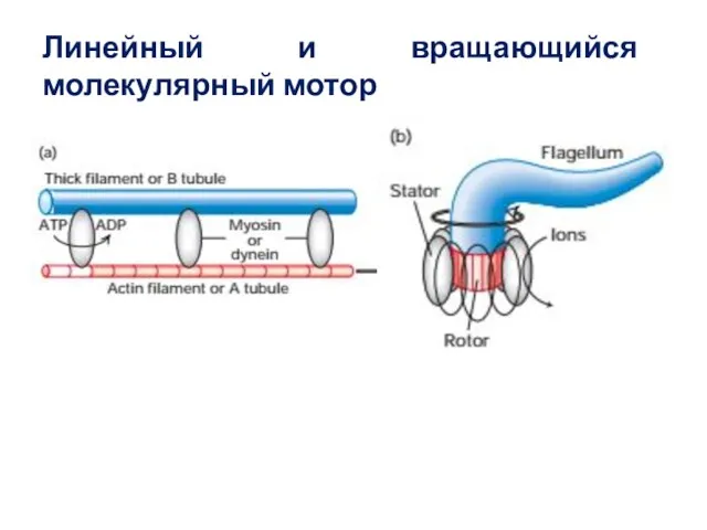 Линейный и вращающийся молекулярный мотор