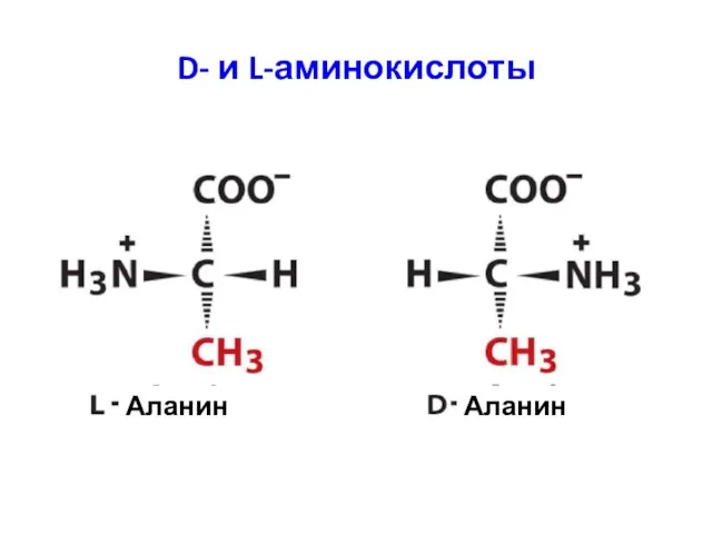 D- и L-аминокислоты Аланин Аланин