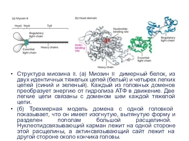 Структура миозина II. (а) Миозин II димерный белок, из двух