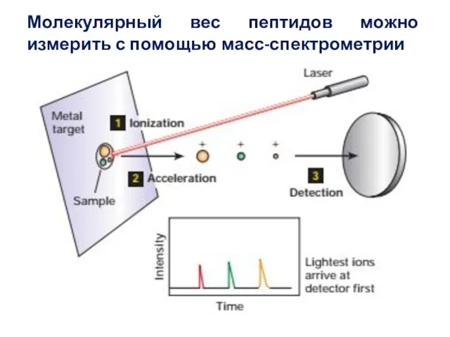 Молекулярный вес пептидов можно измерить с помощью масс-спектрометрии