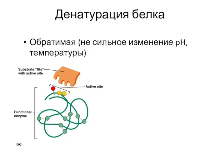 Денатурация белка Обратимая (не сильное изменение pH, температуры)