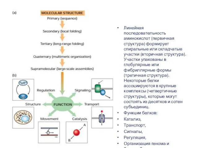 Линейная последовательность аминокислот (первичная структура) формирует спиральные или складчатые участки