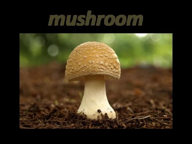 mushroom