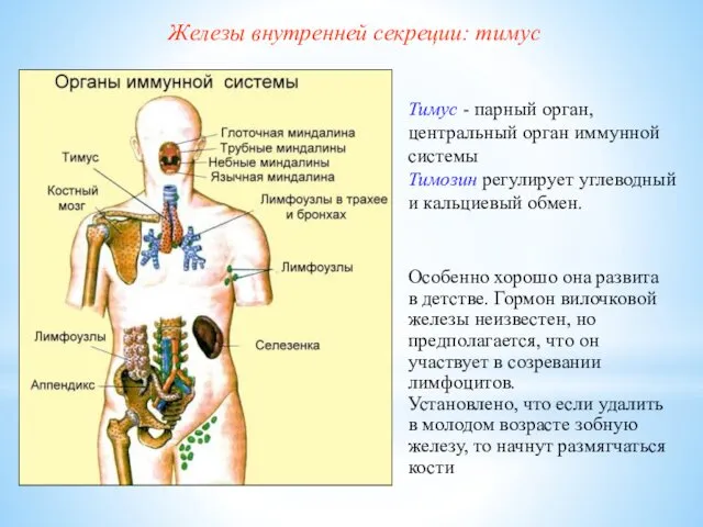 Тимус - парный орган, центральный орган иммунной системы Тимозин регулирует