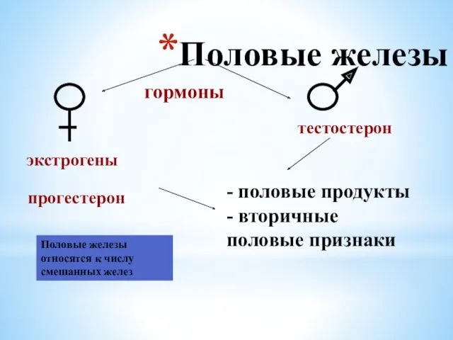 Половые железы гормоны экстрогены прогестерон тестостерон - половые продукты -