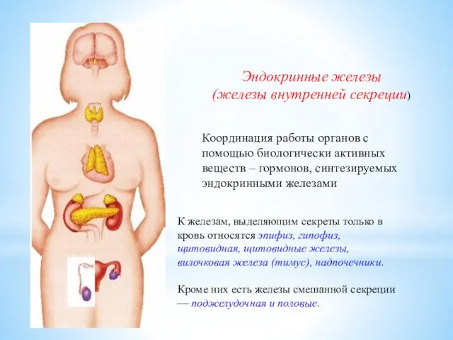 Эндокринные железы (железы внутренней секреции) К железам, выделяющим секреты только