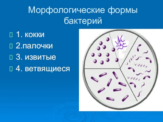 Морфологические формы бактерий 1. кокки 2.палочки 3. извитые 4. ветвящиеся