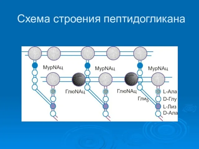 Схема строения пептидогликана