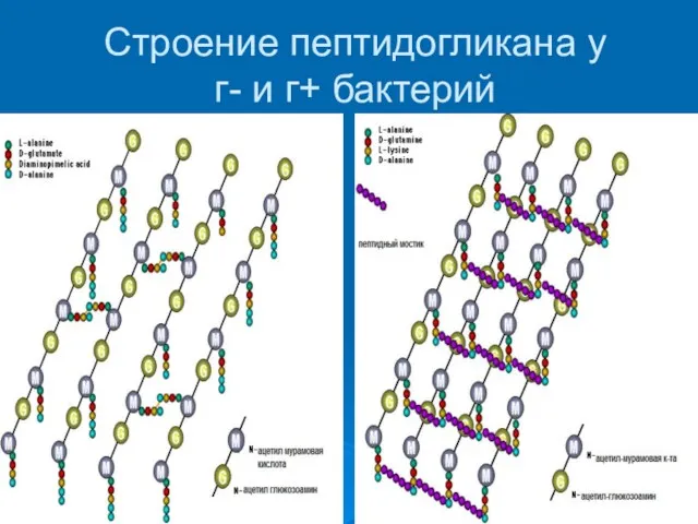 Строение пептидогликана у г- и г+ бактерий