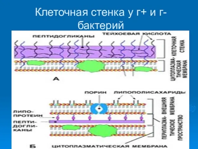 Клеточная стенка у г+ и г- бактерий