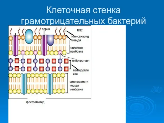 Клеточная стенка грамотрицательных бактерий