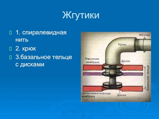 Жгутики 1. спиралевидная нить 2. крюк 3.базальное тельце с дисками