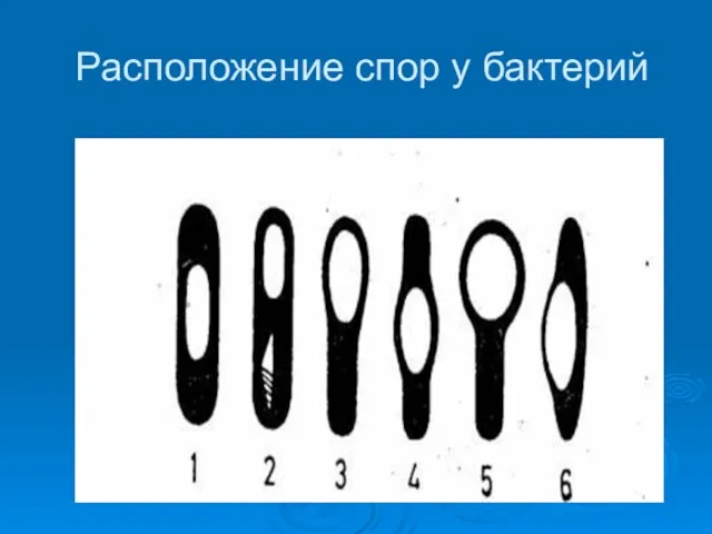 Расположение спор у бактерий