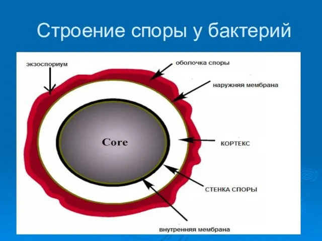 Строение споры у бактерий