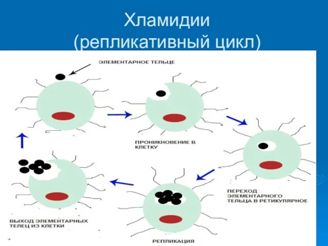 Хламидии (репликативный цикл)