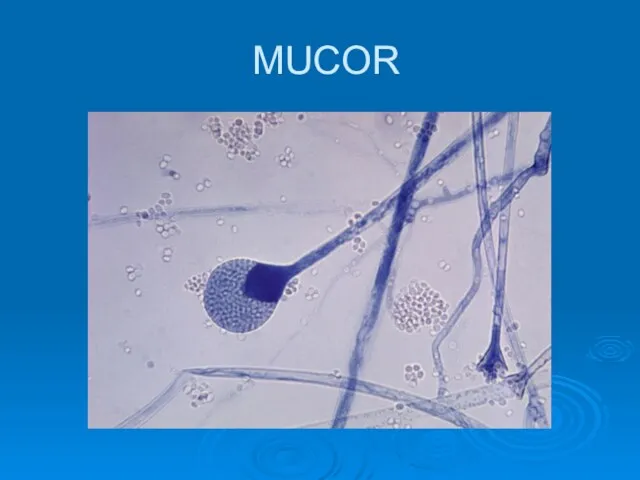 MUCOR