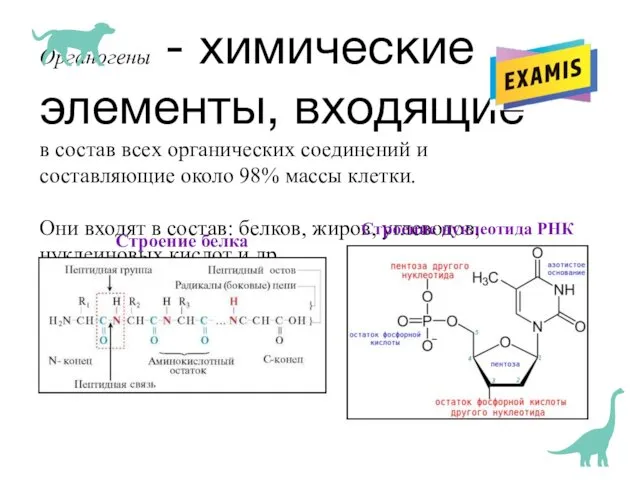 Органогены - химические элементы, входящие в состав всех органических соединений