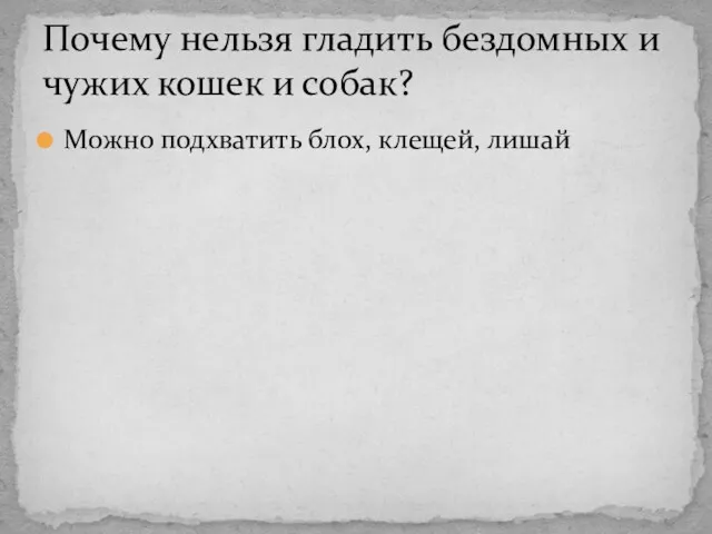 Можно подхватить блох, клещей, лишай Почему нельзя гладить бездомных и чужих кошек и собак?