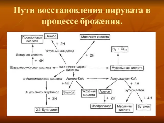 Пути восстановления пирувата в процессе брожения.