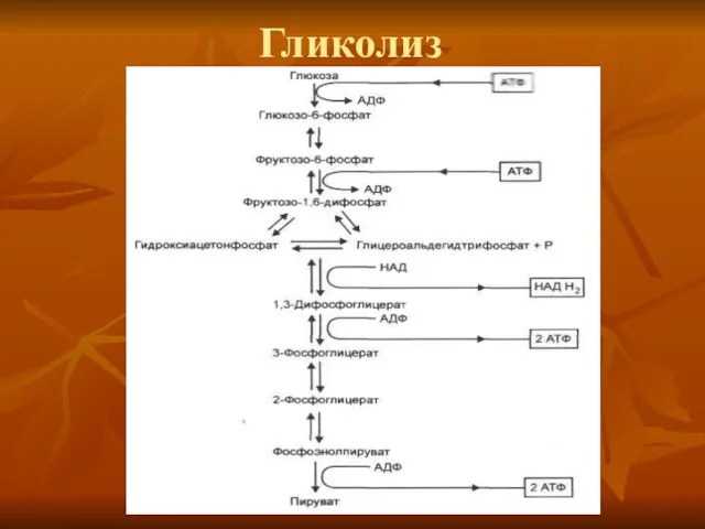 Гликолиз