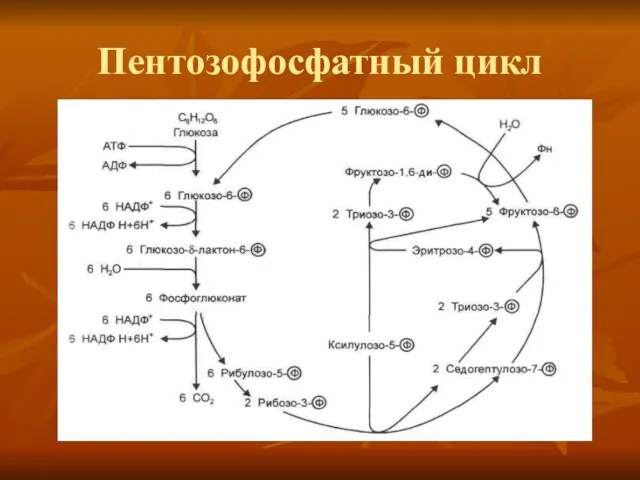 Пентозофосфатный цикл
