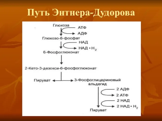 Путь Энтнера-Дудорова