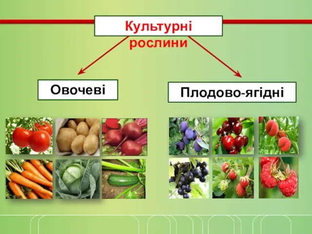 Культурні рослини Овочеві Плодово-ягідні