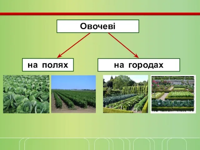 Овочеві на полях на городах