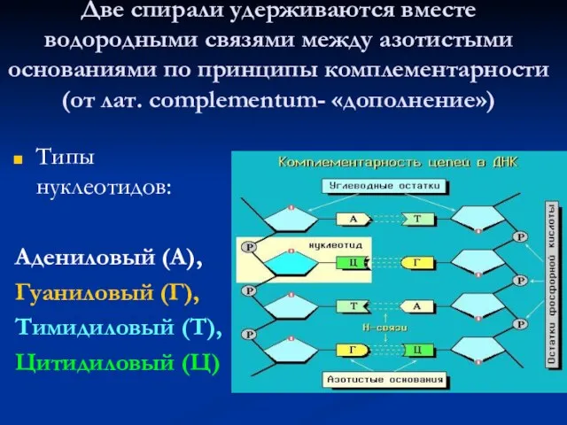 Две спирали удерживаются вместе водородными связями между азотистыми основаниями по